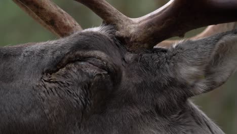 Extreme-close-up-shot-of-Reindeer,-moving-it's-head-and-brownish-weathered-antlers-beginning-at-the-brow