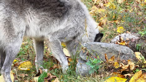 Close-up-of-a-Rocky-Mountain-Gray-Wolf-sniffing-the-ground-and-a-rock