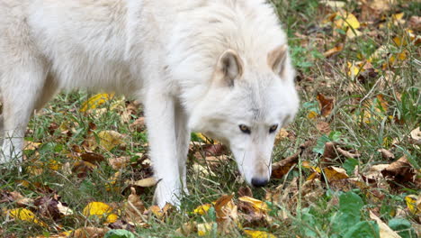 Close-up-of-a-Southern-Rocky-Mountain-Gray-Wolf-walking,-then-sniffs-ground-and-looks-from-side-to-side