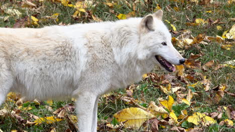 Southern-Rocky-Mountain-Gray-Wolf-shakes-like-a-dog,-trots-away-and-stands-watchfully