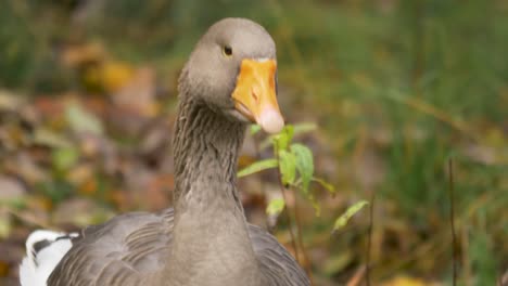 Slow-motion-close-up-shot-of-Toulouse-Goose-with-neck-raised-with-pride-looking-for-something-to-peck-at-between-the-grassland