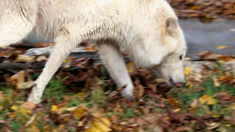 Close-up-of-a-pale-colored-Rocky-Mountain-Gray-Wolf-sniffing-at-the-ground-in-search-of-food