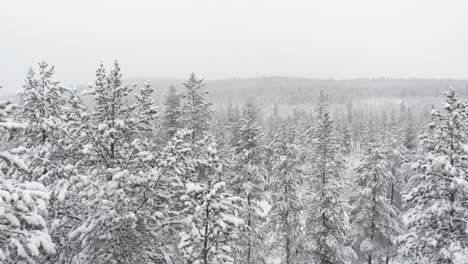 Winter-Snow-Covered-Pine-Tree-Forest-in-vast-white-solitude---Aerial-slide-shot