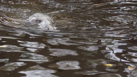 Close-up-long-shot-of-Cute-Grey-Seal-curious,-lurking-the-environment-with-its-head-out-of-a-dark-cold-river