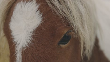 Beautiful-Horse-With-White-Hair-Markings-On-Its-Forehead---Belgian-Horse---Extreme-Closeup-Shot