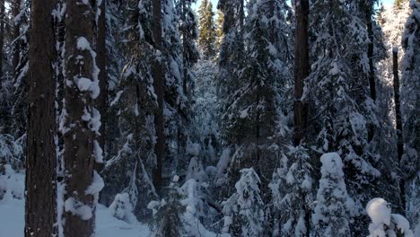 Push-in-between-Pine-and-fir-tree-trunks-Under-Snow-rising-up-to-forest-top---Forward-rise-aerial