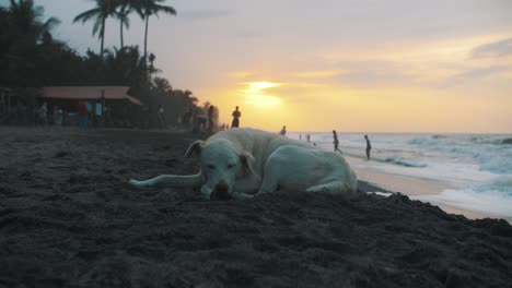 Cute,-white,-dog-lying-on-the-sand-at-the-beach-during-sunset