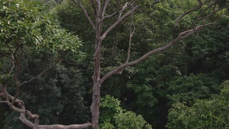 Aufsteigende-Luftdrohnenaufnahme-Eines-Tropischen-Großen-Baumes-Mit-Spiralförmigen-Ästen-In-Einem-üppig-Grünen-Tropischen-Exotischen-Regenwalddschungel-Auf-Einer-Insel-In-Thailand
