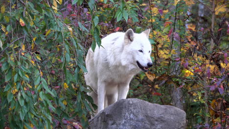 A-southern-Rocky-Mountain-gray-wolf-stands-atop-a-boulder-and-surveys-her-surroundings