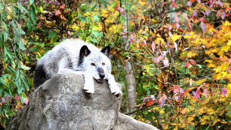 A-Northern-Rocky-Mountain-Gray-Wolf-rests-atop-a-boulder-with-his-head-between-his-paws,-hanging-over-the-edge-of-the-rock
