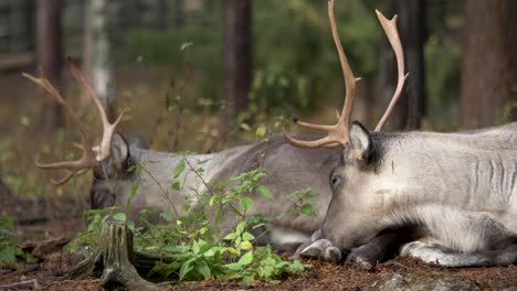 Long-medium-shot-of-two-Reindeer-calmly-resting-with-a-quiet-appearance-in-the-middle-of-wet-European-forest-on-a-cloudy-day