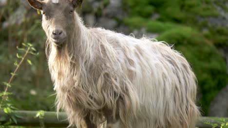 Medium-tilt-up-shot-of-playful-white-long-haired-mountain-Goat-standing-on-a-small-rock,-in-the-midst-of-a-green-forest