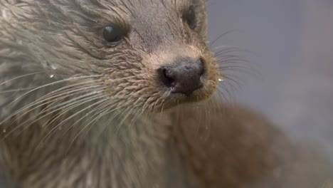 Extreme-portrait-close-up-shot-of-cute-young-Otter-being-curious-and-playful,-fresh-out-of-the-river-with-wet-thick-fur