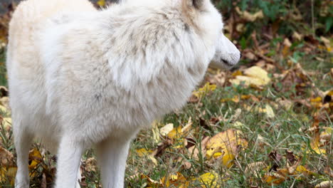 Close-up-of-a-Southern-Rocky-Mountain-Gray-Wolf-looks-off-camera-to-the-right-and-is-startled
