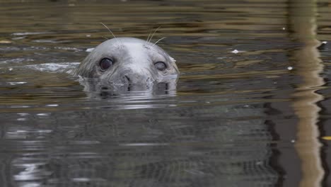 Long-Close-up-low-angle-shot-of-a-curious-Grey-Seal's-snout-and-eyes-peeking-through-the-cold-water-of-a-dark-cold-river