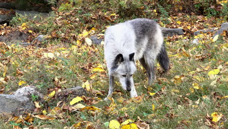 A-male-Rocky-Mountain-Gray-Wolf-walks-and-sniffs-the-ground,-searching-for-food