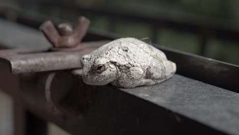 A-large-toad-sits-calmly-on-a-metal-railing-with-legs-tucked