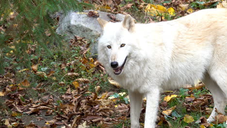 Southern-Rocky-Mountain-Gray-Wolf-looks-around-and-is-startled