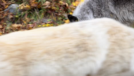 Close-up-of-a-Rocky-Mountain-Gray-Wolf-sniffing-at-the-ground-in-search-of-food