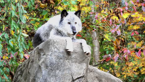 A-Northern-Rocky-Mountain-Gray-Wolf-rests-atop-a-boulder-with-his-paws-hanging-over-the-edge-of-the-rock