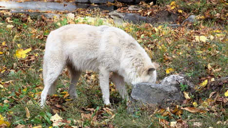 A-female-Rocky-Mountain-Gray-Wolf-digs-under-a-rock,-then-sticks-her-head-in-the-hole