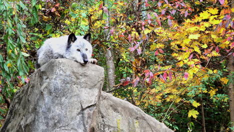 A-Northern-Rocky-Mountain-Gray-Wolf-rests-on-top-of-a-boulder,-keeping-a-watchful-eye-on-his-surroundings
