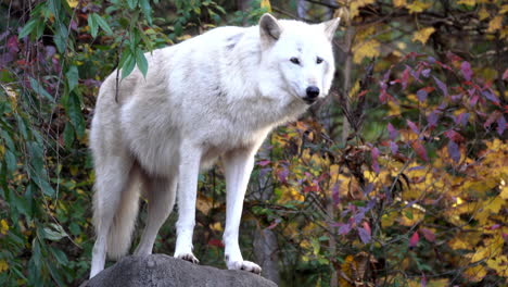A-southern-Rocky-Mountain-gray-wolf-stands-on-top-of-a-boulder,-pants-and-looks-at-her-surroundings