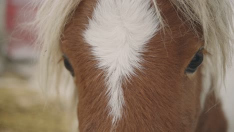 Closeup-Of-A-Gentle-Horse-With-White-Mane-And-A-Star-On-Its-Forehead---Slow-Motion