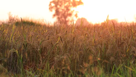 Cinematic-Panning-shot-of-Ripe-Golden-wheat-field-against-the-sunset