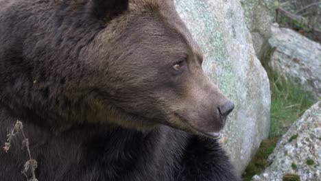 Eurasian-brown-bear-sitting-at-rest-in-a-rocky-European-forest---Extreme-close-up