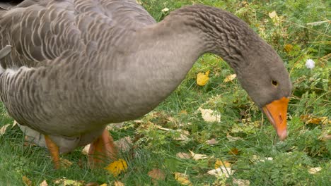 Close-up-high-angle-shot-of-proud-Toulouse-goose-pecking-and-nibbling-around-the-grassland