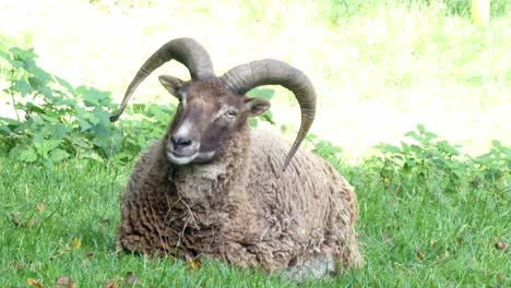 Brown-horned-male-mountain-ram-sitting-relaxing-on-green-grass-in-sunlight