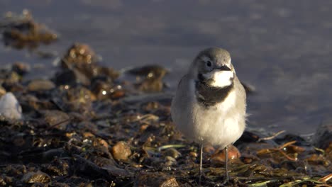 Little-White-wagtail-bird-looking-for-worm-on-the-edge-of-a-river-at-dusk---Close-up-low-angle-long-shot