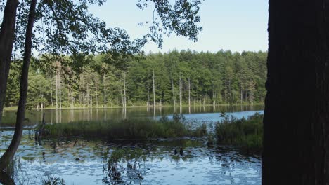 Ein-Langsamer-Schwenk-Zeigt-Einen-See-Mit-Vegetation,-Während-Sich-Die-Kamera-Hinter-Bäumen-Im-Vordergrund-Bewegt