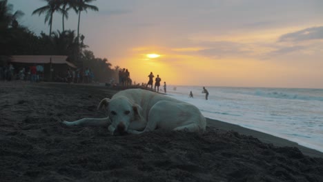 Cute,-white,-dog-lying,-sleeping-on-the-sand-at-the-beach-during-sunset