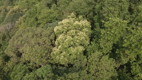 Aerial-drone-dolly-shot-of-lush-green-tropical-exotic-rain-forest-canopy-in-the-jungle-on-a-Island-in-Thailand