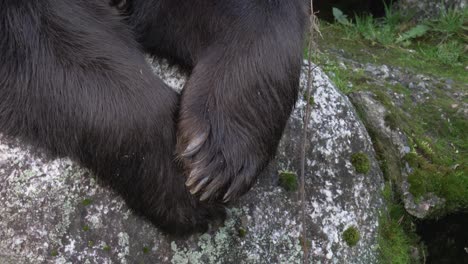 Eurasian-Brown-Bear-Paws-crossed-on-top-of-a-rock,-resting-in-a-nordic-forest---Close-up-detail-shot