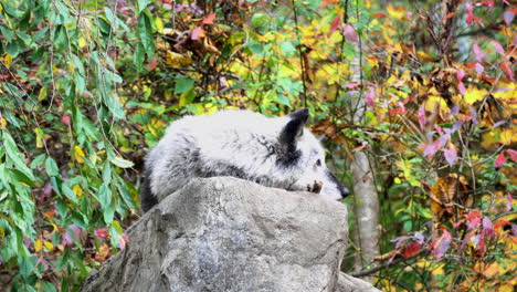 A-Northern-Rocky-Mountain-Gray-Wolf-rests-atop-a-boulder-with-autumn-foliage-in-the-background