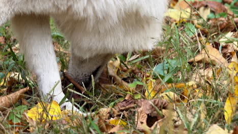 Close-up-of-Wolf-sniffing-ground-as-she-walks