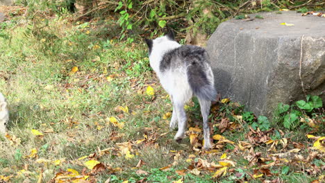 A-Rocky-Mountain-Gray-Wolf-sniffs-around-the-ground-then-jumps-up-onto-a-boulder