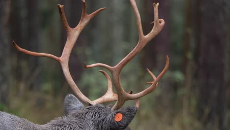 Close-up-tilt-down-shot-showcasing-wet-Reindeer-brown-scoured-antlers,-in-the-middle-of-cold-nordic-forest