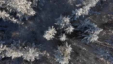 Rocket-aerial-shot-of-Snowy-winter-forest-and-frozen-Pine-trees-in-Vindelfjällen-Nature-Reserve,-Sweden
