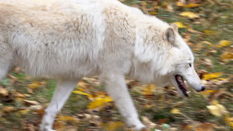 Nahaufnahme-Eines-Southern-Rocky-Mountain-Grey-Wolf,-Der-Geht-Und-Luft-Schnüffelt