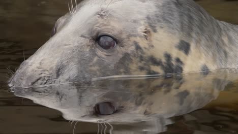 Extreme-portrait-close-up-shot-of-adorable-curious-Grey-seal-shyly-with-his-eyes-outside-of-the-cold-river-peeping-into-the-environment