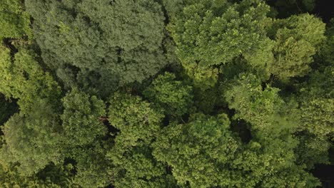 Aerial-forward-dolly-drone-medium-shot-of-lush-green-tropical-exotic-rain-forest-canopy-in-the-jungle-on-a-Island-in-Thailand
