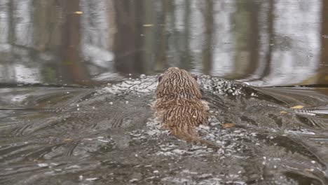 Long-medium-shot-of-cute-slender-Otter-sliding-through-the-cold-dark-water-of-a-river-searching-for-prey