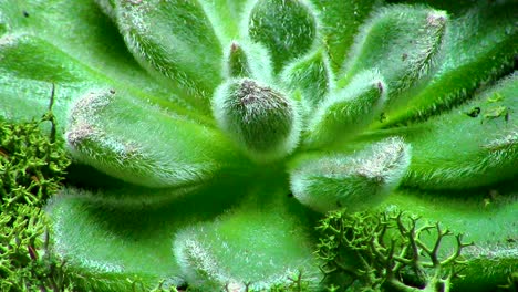 Water-preserving-indoor-succulent-plant
