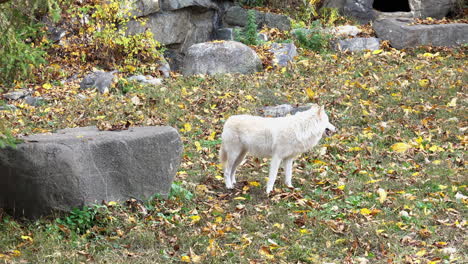 Southern-Rocky-Mountain-Gray-Wolf-walks-up-to-a-boulder-and-turns-around
