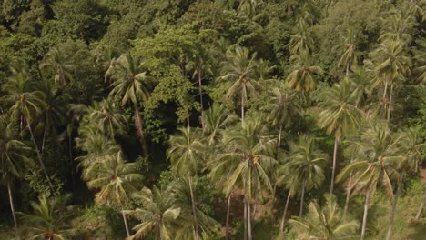 Aerial-birds-eye-view-,backwards-dolly-shot-flying-over-dense-tropical-forest-and-palm-trees-with-lush-vegetation-on-a-tropical-Island