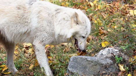 A-female-Rocky-Mountain-Gray-Wolf-digs-a-hole-with-her-paws-behind-a-rock